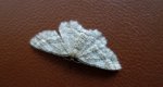 Przylepek pomrocznik (Ectropis crepuscularia)