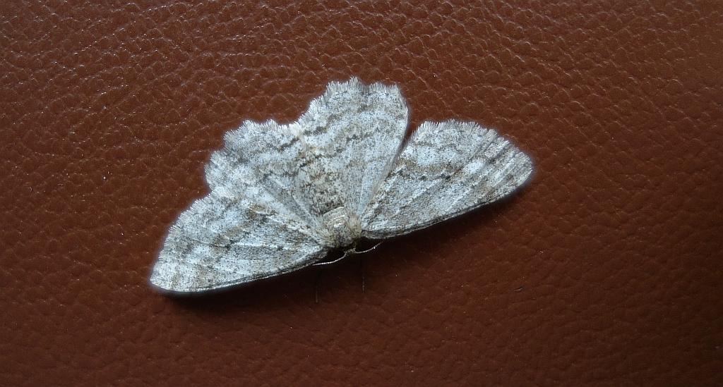 Przylepek pomrocznik (Ectropis crepuscularia)
