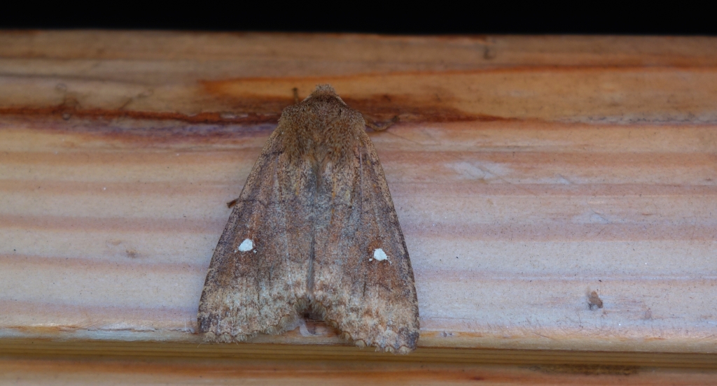 Zimiczka bukówka (Eupsilia transversa)