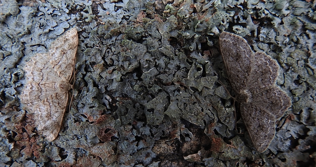 Przylepek pomrocznik (Ectropis crepuscularia)