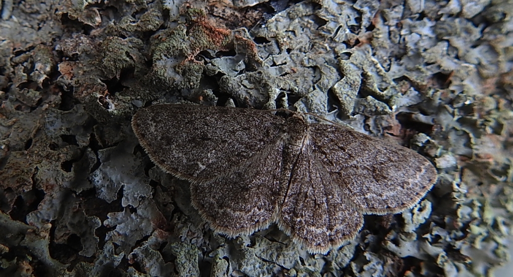 Przylepek pomrocznik (Ectropis crepuscularia)