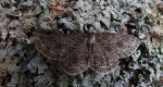 Przylepek pomrocznik (Ectropis crepuscularia)