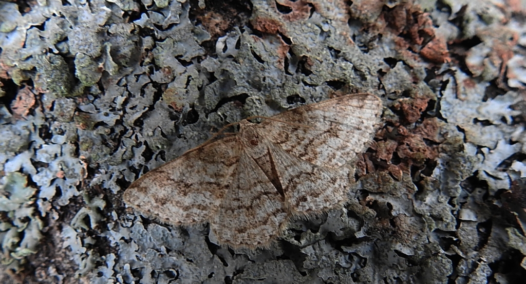Przylepek pomrocznik (Ectropis crepuscularia)