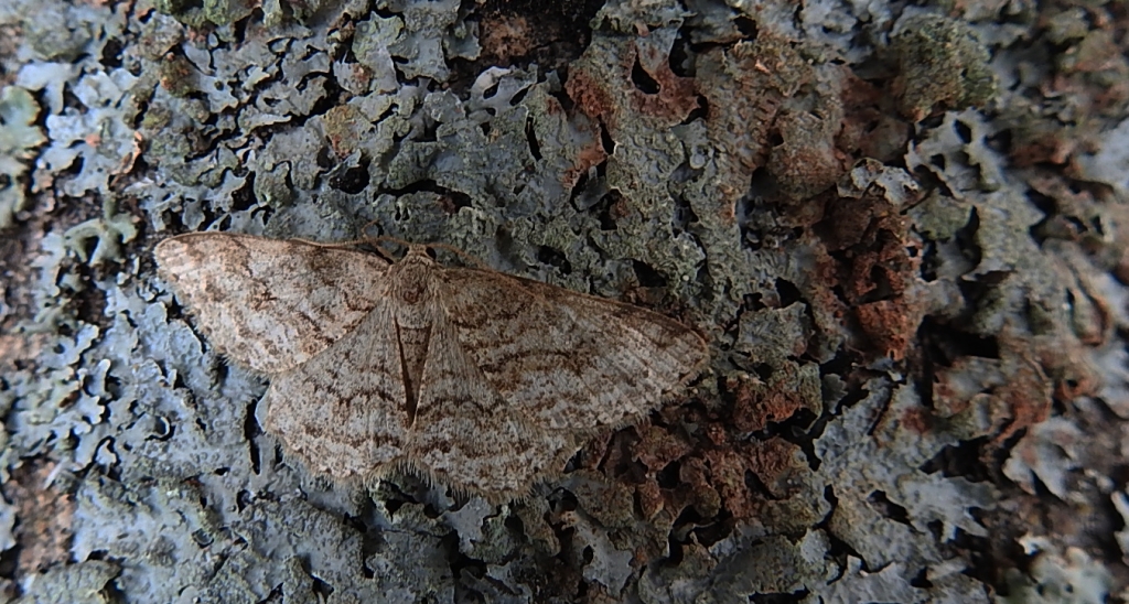 Przylepek pomrocznik (Ectropis crepuscularia)