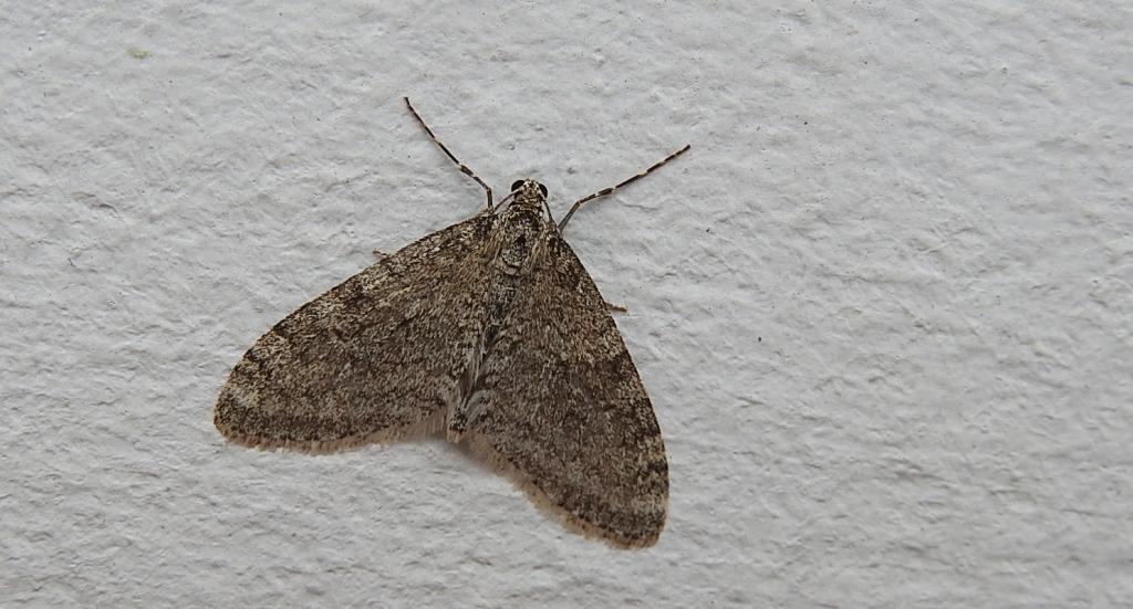 Płatynka grabówka (Trichopteryx carpinata)