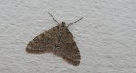 Płatynka grabówka (Trichopteryx carpinata)
