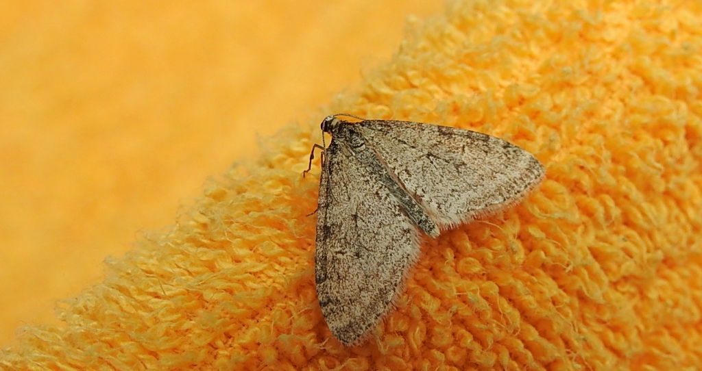 Płatynka grabówka (Trichopteryx carpinata)