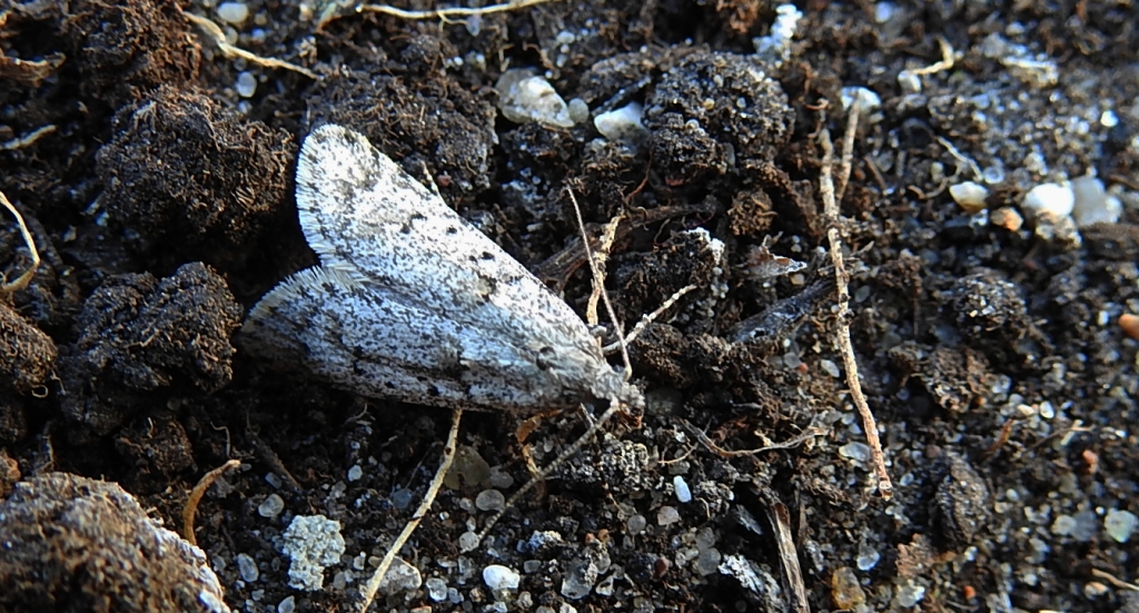 Diurnea fagella