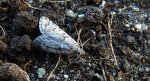 Diurnea fagella