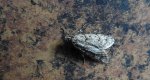 Diurnea fagella
