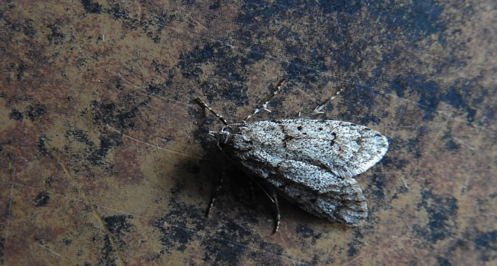 Diurnea fagella