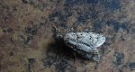 Diurnea fagella