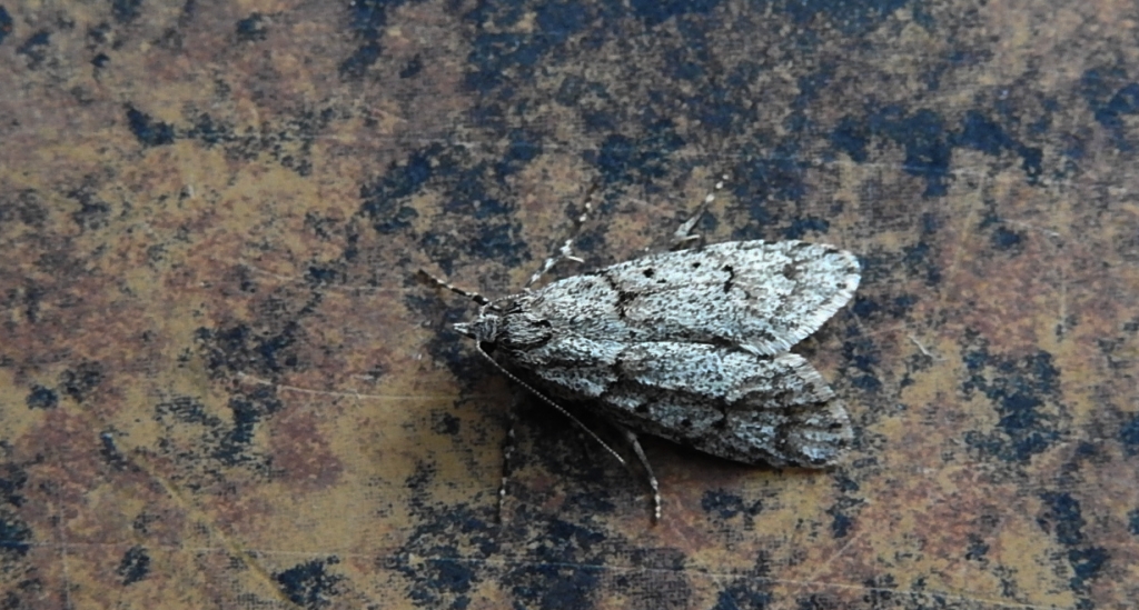 Diurnea fagella