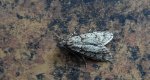 Diurnea fagella