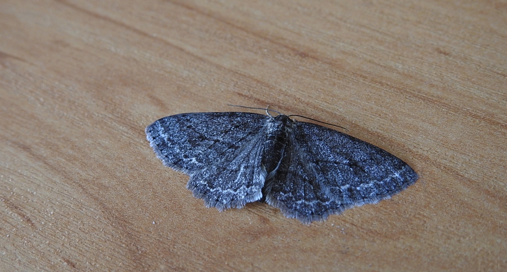 Przylepek zgodniak (Paradarisa consonaria)