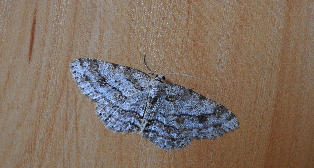 Przylepek zgodniak (Paradarisa consonaria)