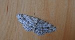 Przylepek zgodniak (Paradarisa consonaria)
