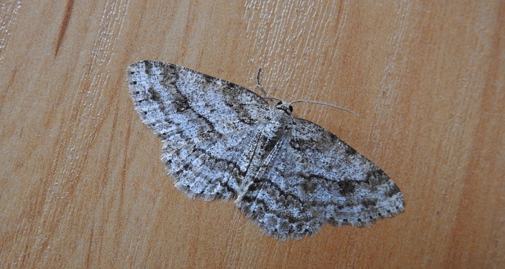 Przylepek zgodniak (Paradarisa consonaria)