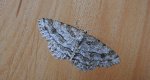 Przylepek zgodniak (Paradarisa consonaria)