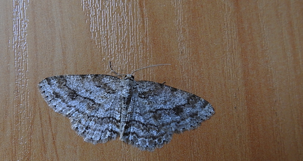 Przylepek zgodniak (Paradarisa consonaria)