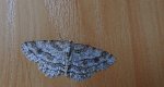 Przylepek zgodniak (Paradarisa consonaria)