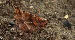 Skrzytek bezksiężyczak (Selenia dentaria)