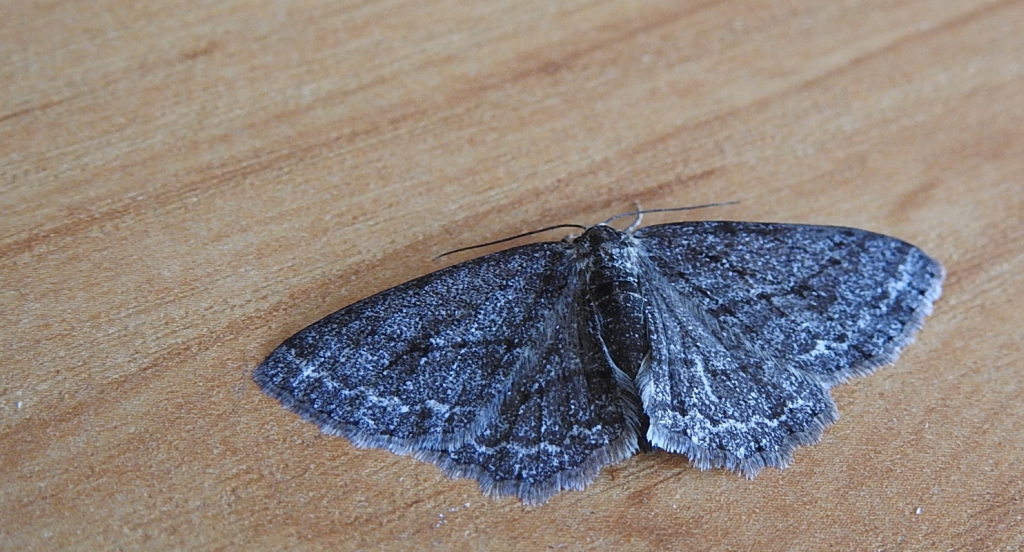 Przylepek zgodniak (Paradarisa consonaria)