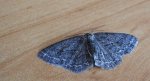 Przylepek zgodniak (Paradarisa consonaria)