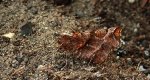 Skrzytek bezksiężyczak (Selenia dentaria)