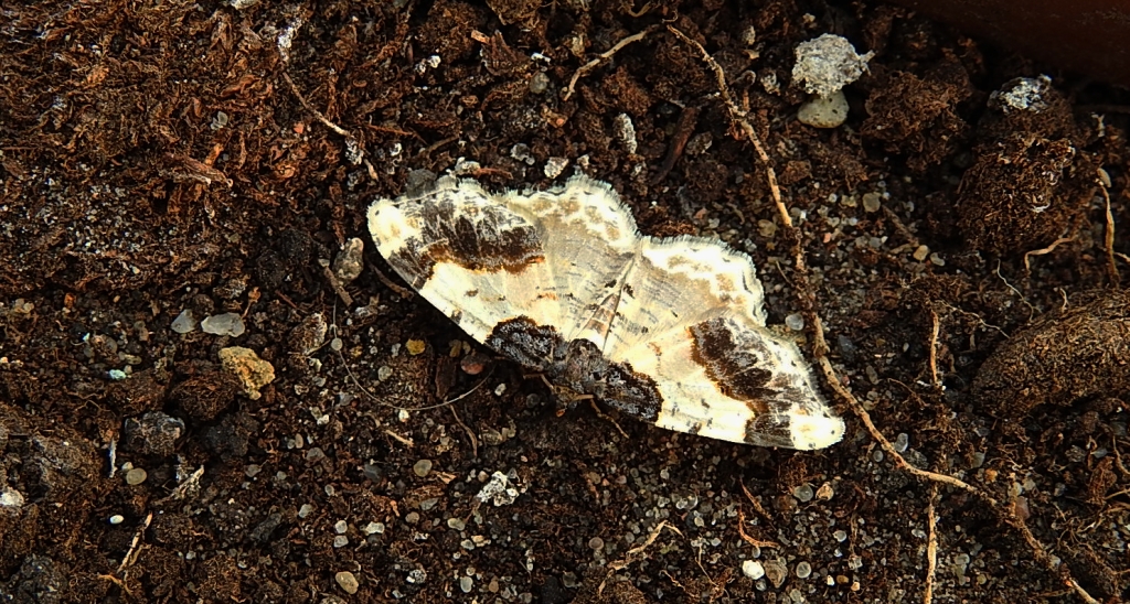 Plamiec trzmieliniak (Ligdia adustata)