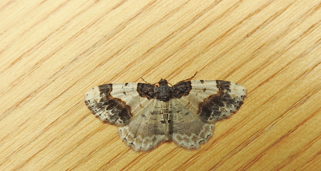 Plamiec trzmieliniak (Ligdia adustata)