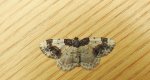 Plamiec trzmieliniak (Ligdia adustata)