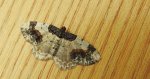 Plamiec trzmieliniak (Ligdia adustata)