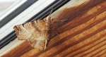 Skrzytek bezksiężyczak (Selenia dentaria)