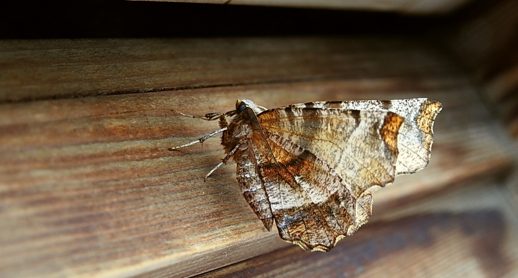 Skrzytek bezksiężyczak (Selenia dentaria)