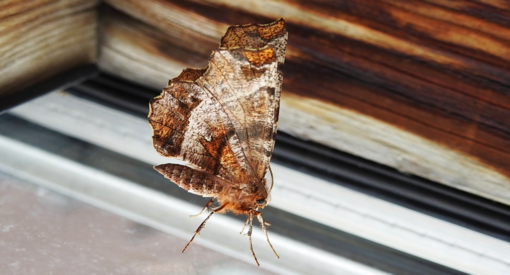 Skrzytek bezksiężyczak (Selenia dentaria)