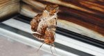 Skrzytek bezksiężyczak (Selenia dentaria)
