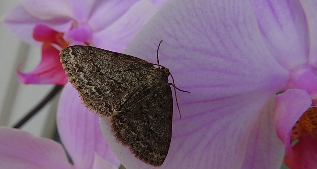 Przylepek pomrocznik (Ectropis crepuscularia)