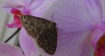 Przylepek pomrocznik (Ectropis crepuscularia)