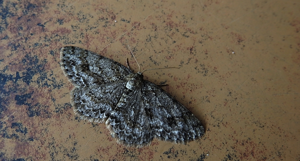 Przylepek pomrocznik (Ectropis crepuscularia)