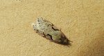 Semioscopis steinkellneriana