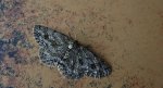 Przylepek pomrocznik (Ectropis crepuscularia)