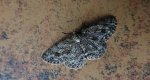 Przylepek pomrocznik (Ectropis crepuscularia)