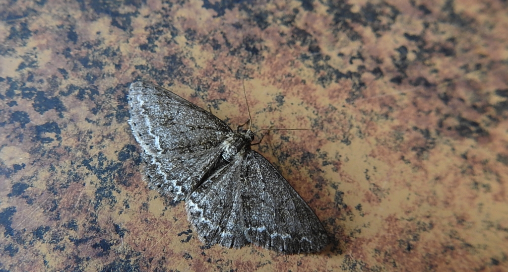 Przylepek pomrocznik (Ectropis crepuscularia)