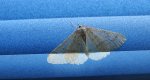 Zimowek obrzeżek (Agriopis marginaria)