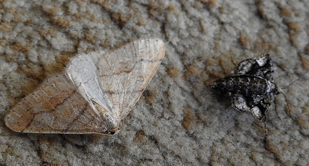 Zimowek obrzeżek (Agriopis marginaria)
