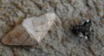 Zimowek obrzeżek (Agriopis marginaria)