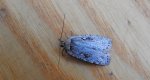 Agonopterix ocellana