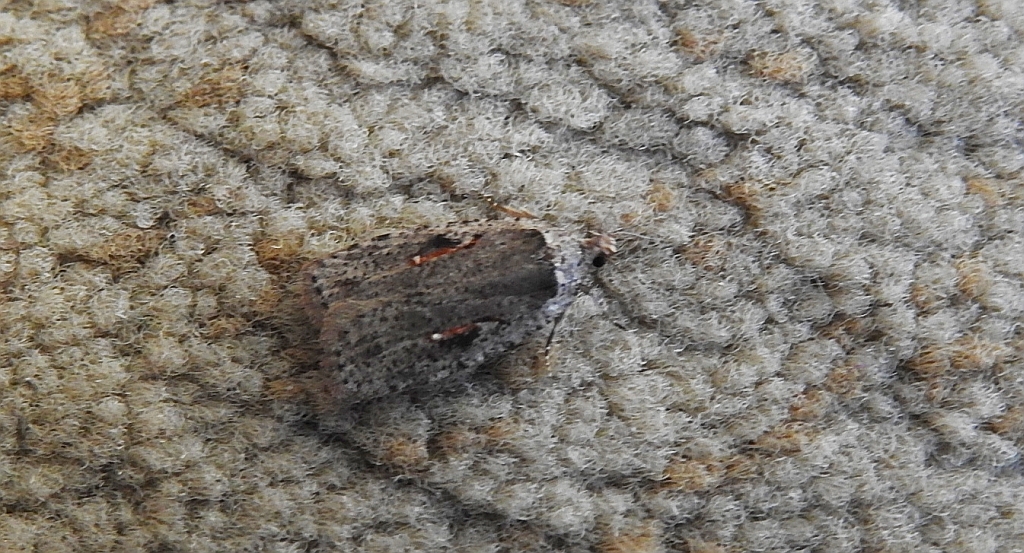 Agonopterix ocellana