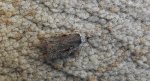 Agonopterix ocellana